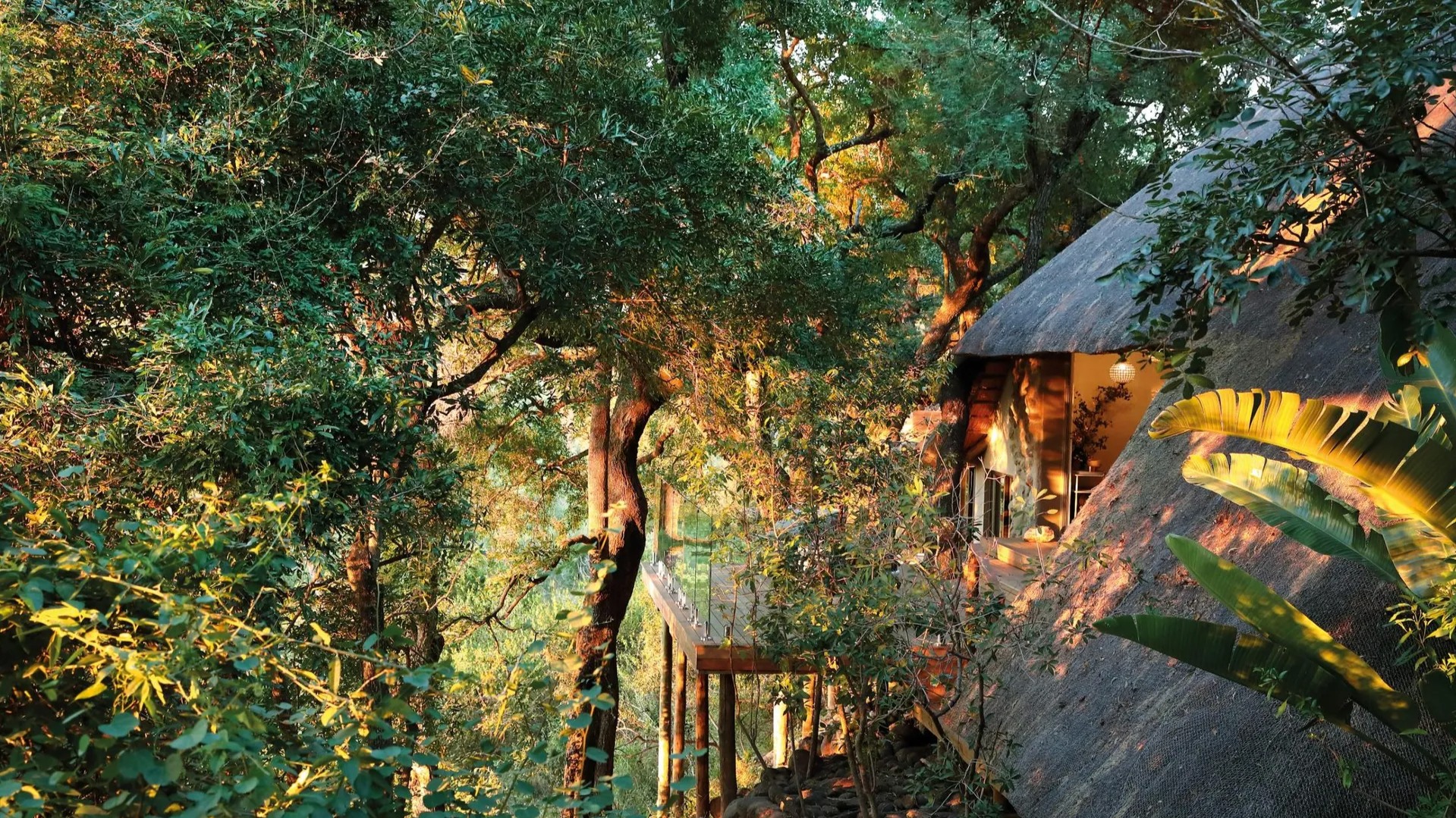 Tree Camp Reverie: Living Among Sabi Sand's Leopard Clans