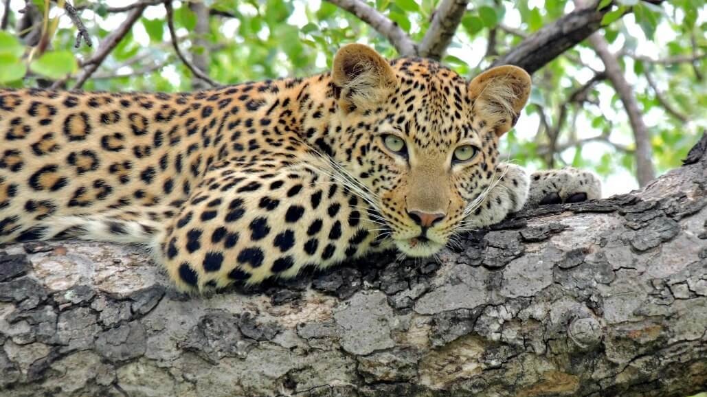 South Africa's 2026 Conservation News: Tourism's Direct Toll on Wildlife Reserves