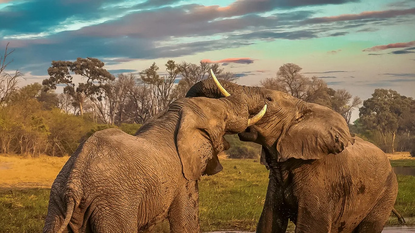 Botswana Safari Shifts in 2026: Key Stories from Top Reports