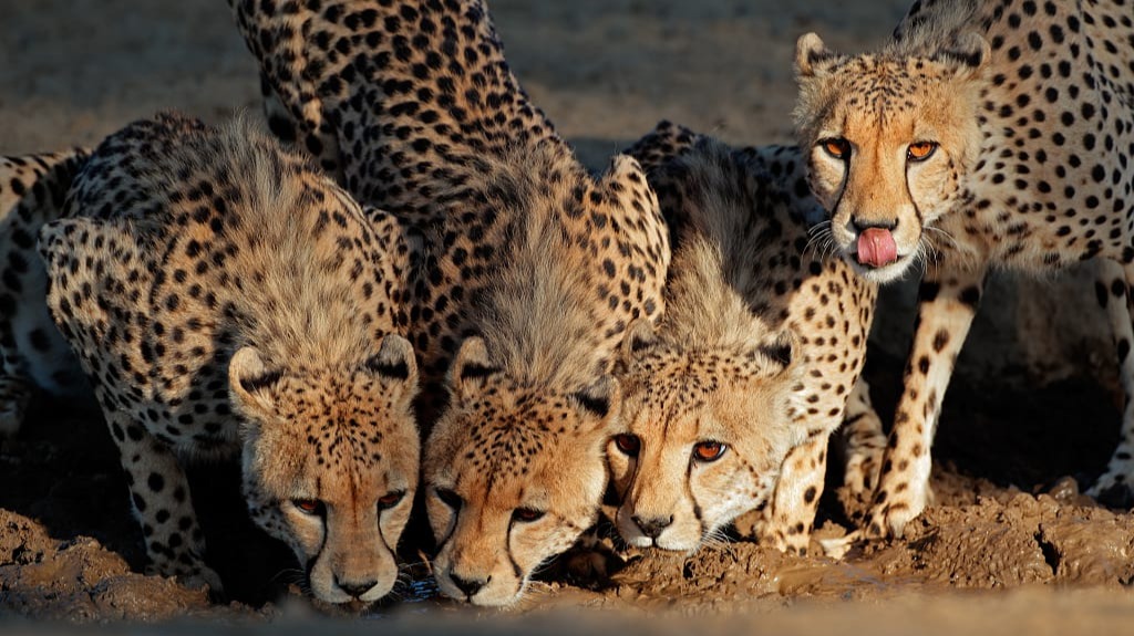 South Africa 2026: Key Conservation Rules Reshaping Tourism Access