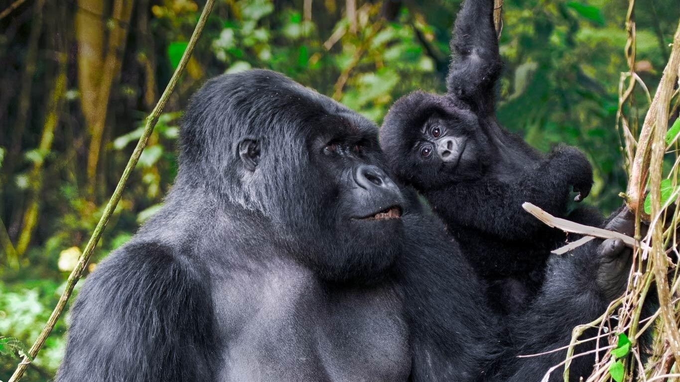Rwanda's 2026 Anti-Poaching Measures: Drones and Rangers Target Rhino Threats