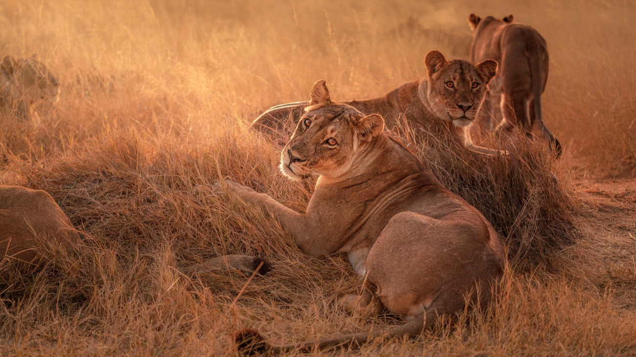 Zimbabwe Safari Updates 2026: Quotas, Routes and Conservation Fees