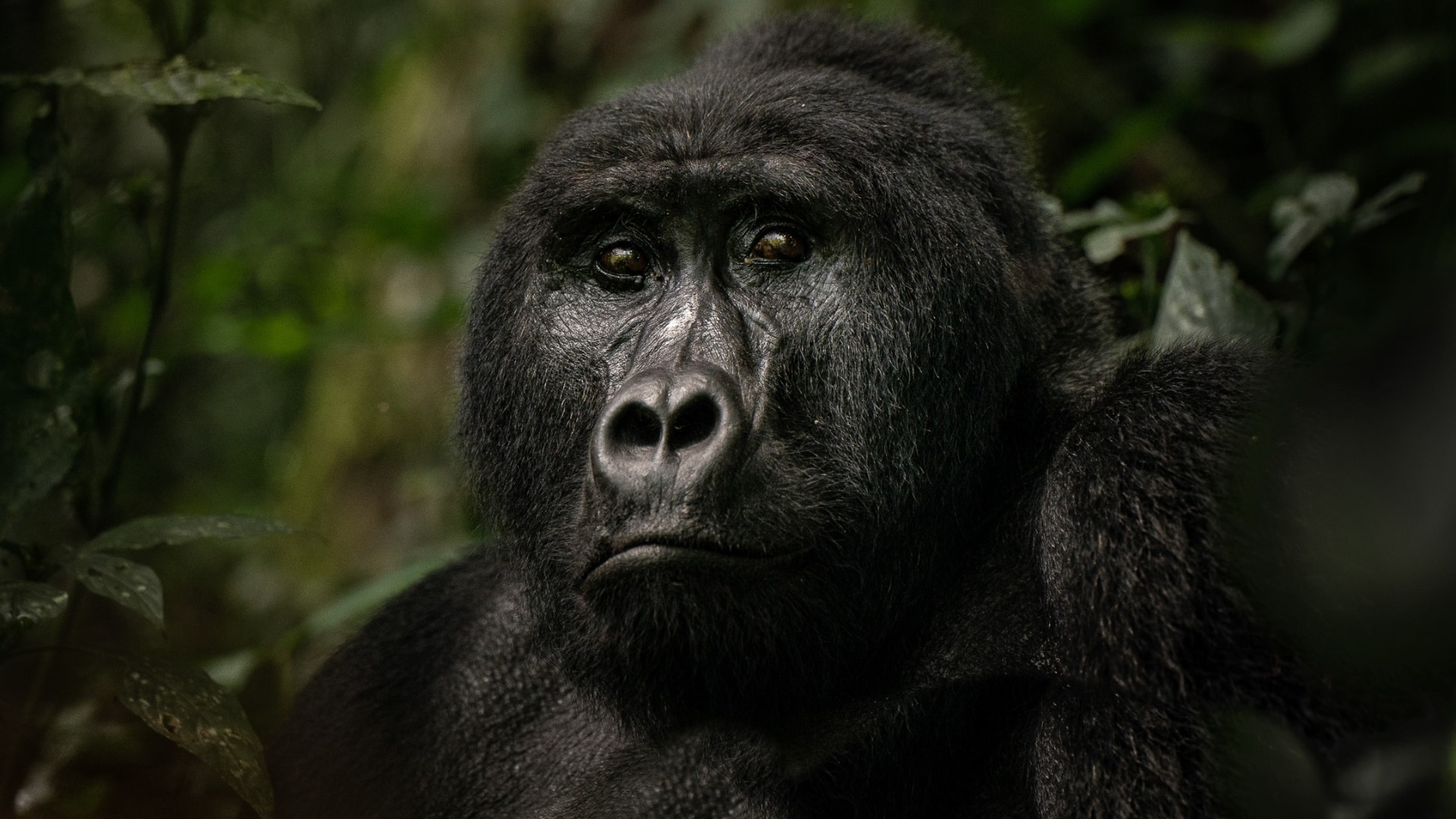 Uganda Safaris 2026: Permits, Fees and Reserve Capacities Just Announced
