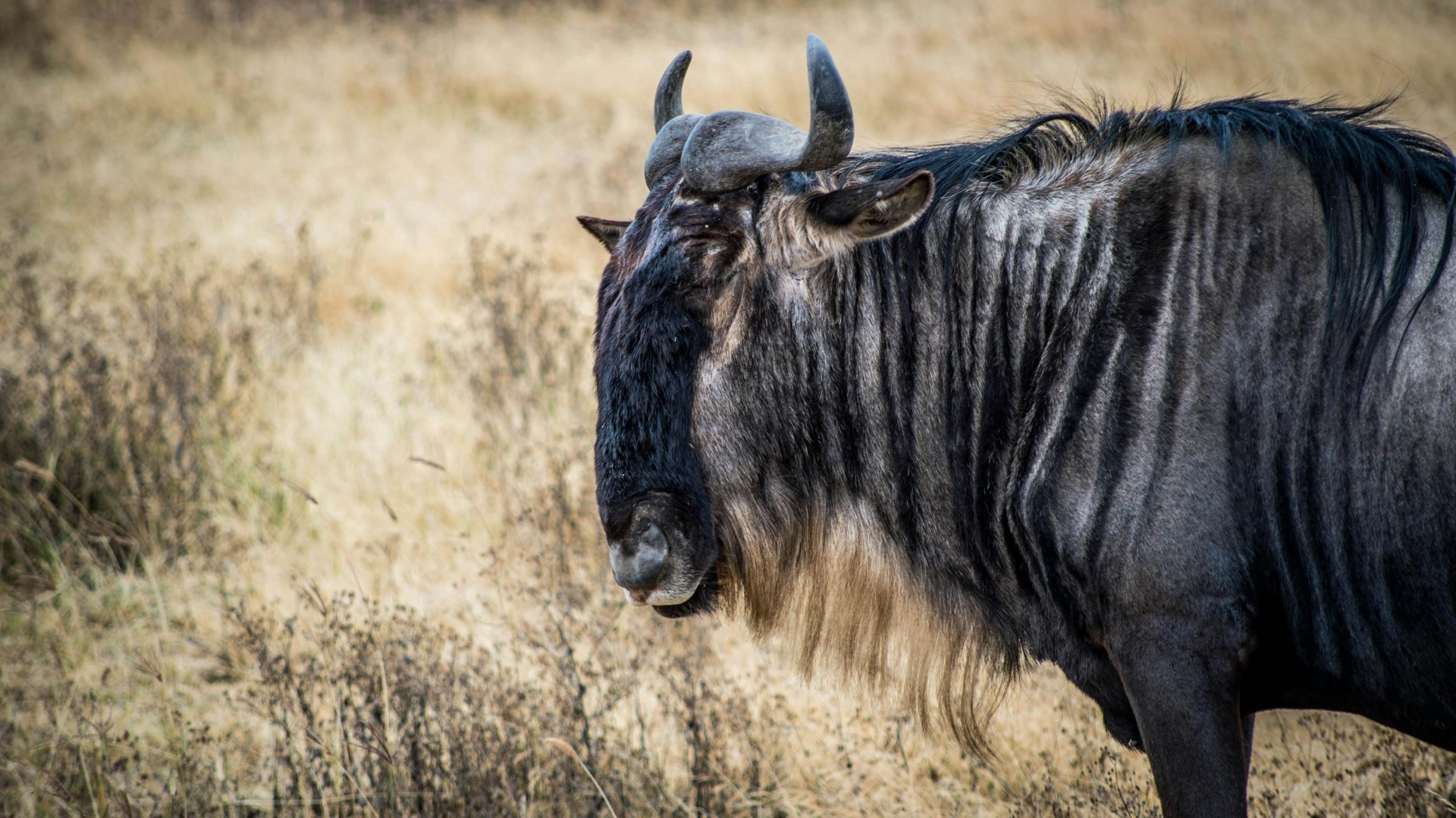 Serengeti Great Migration 2026: Forecasted River Crossings and Peak Dates