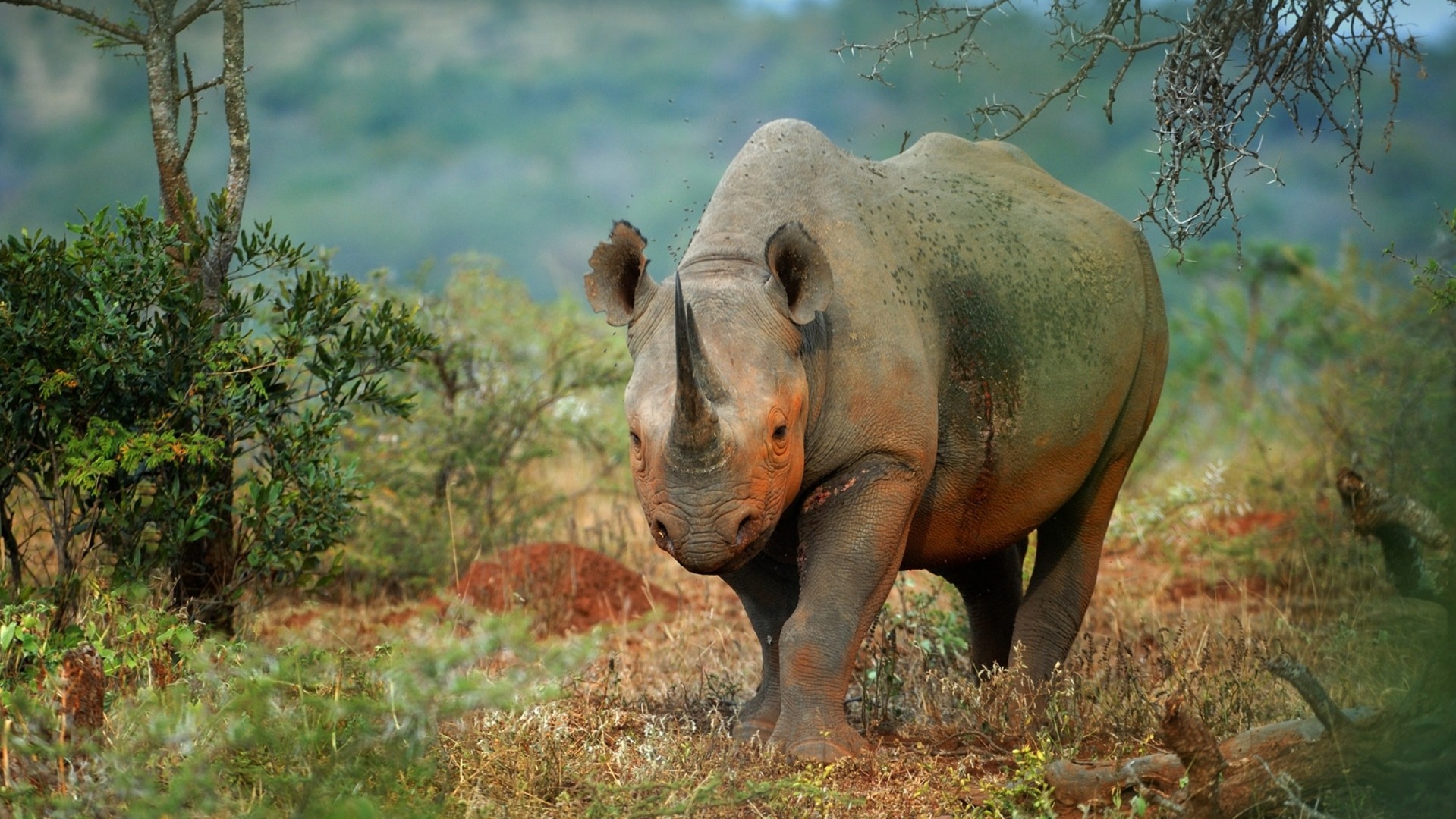 Tanzania 2026: Visitor Limits and Tech in Serengeti Conservation