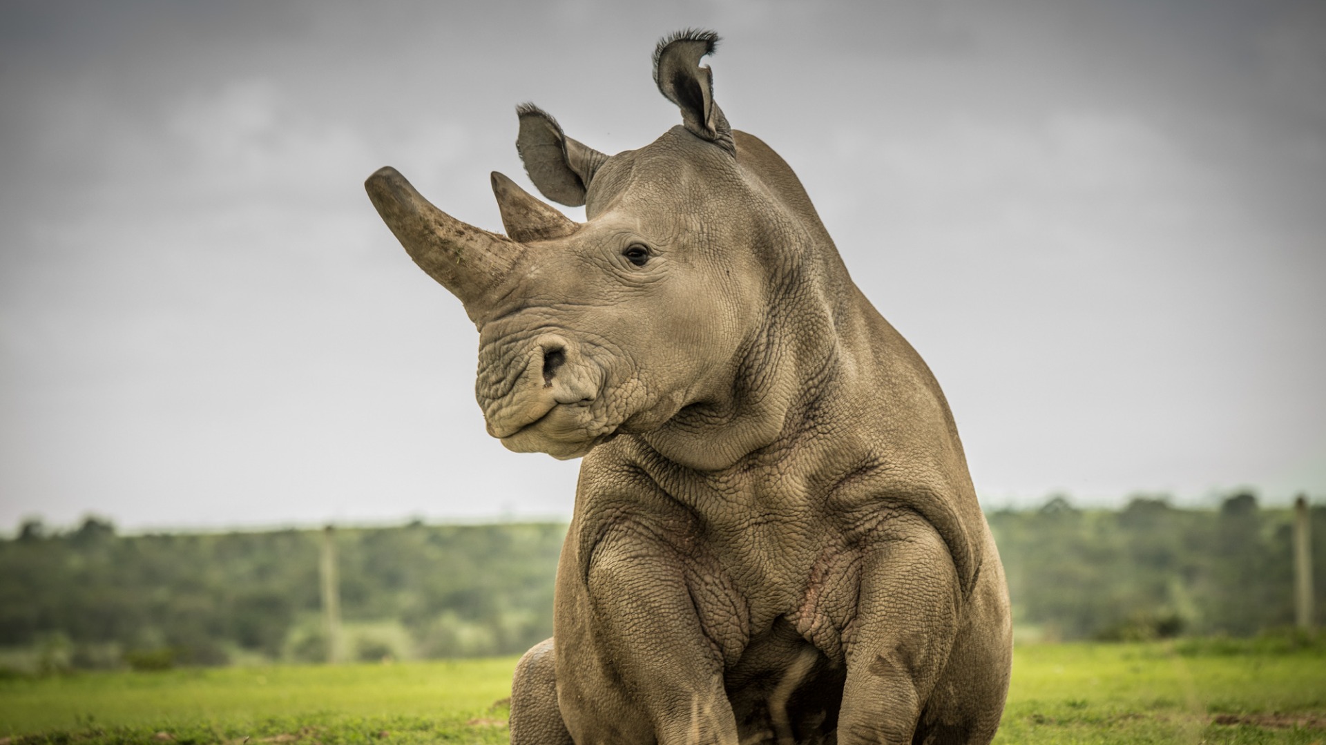 Kenya's White Rhino Surge: 2026 Population Milestones in Key Reserves