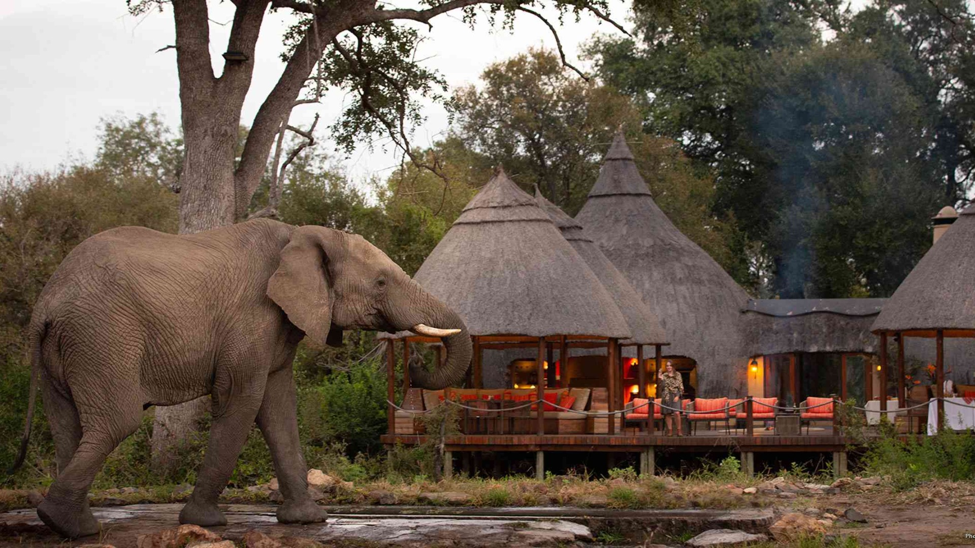 Kruger 2026: Rangers Deploy AI Tracking to Shield Rhinos from Poachers