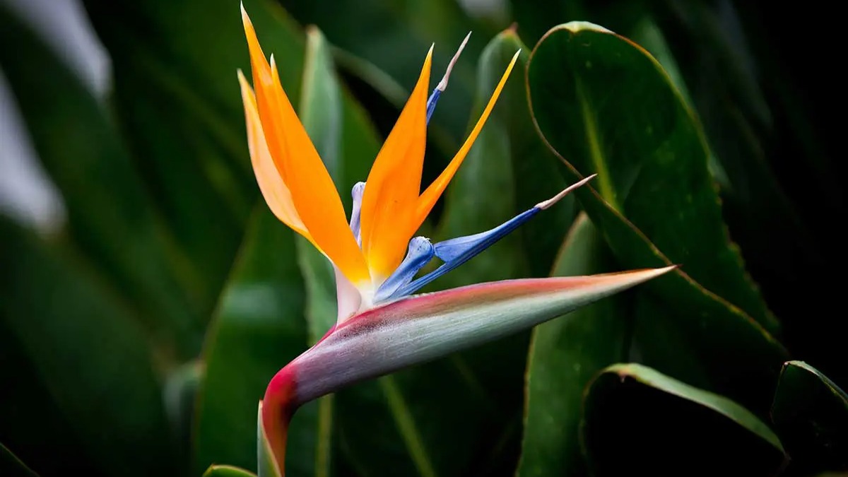 Luxury Lodges Embrace Native Flora in 2026 South African Designs
