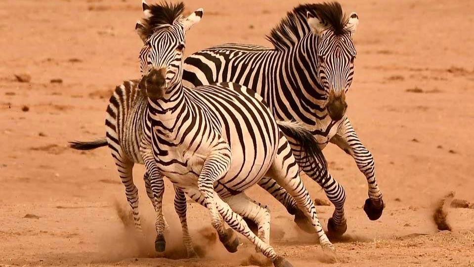 Zimbabwe's 2026 Migration Shifts: What Travelers Need to Plan Around