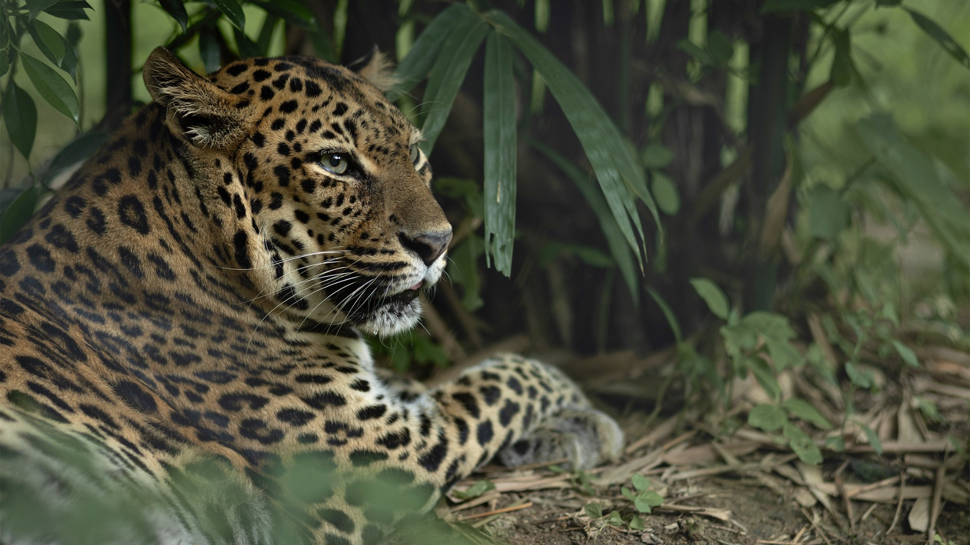 South Africa Wildlife Headlines 2026: Reports Worth Reading Now