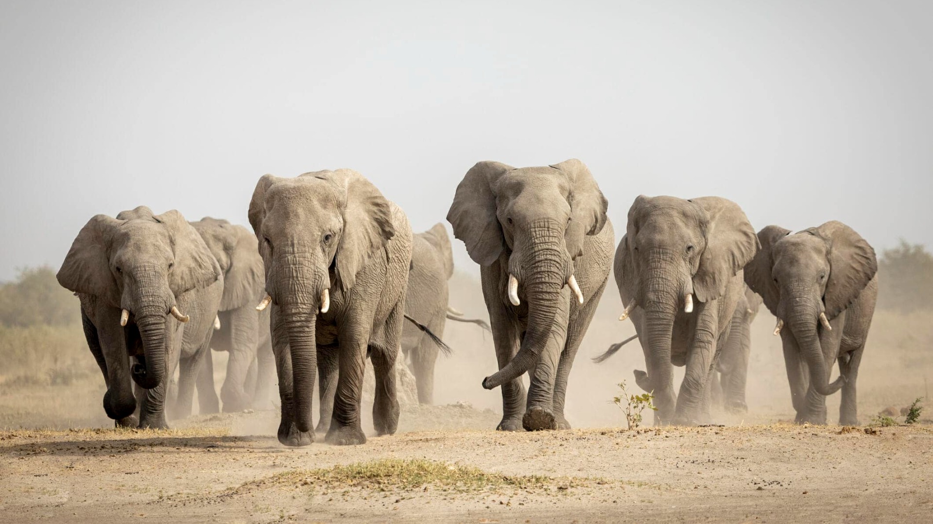 How Kenyan Wildlife Adapts to Life Beyond the Tourist Tracks