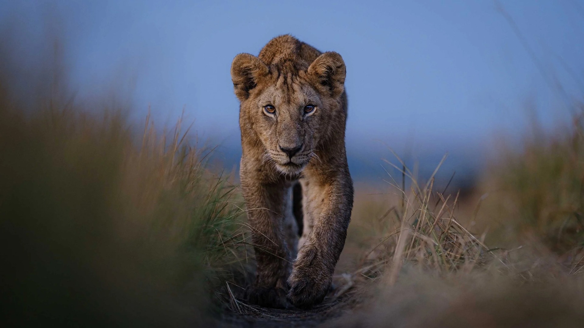 What Rangers Reveal About Daily Life Among Lions and Elephants in the Bush