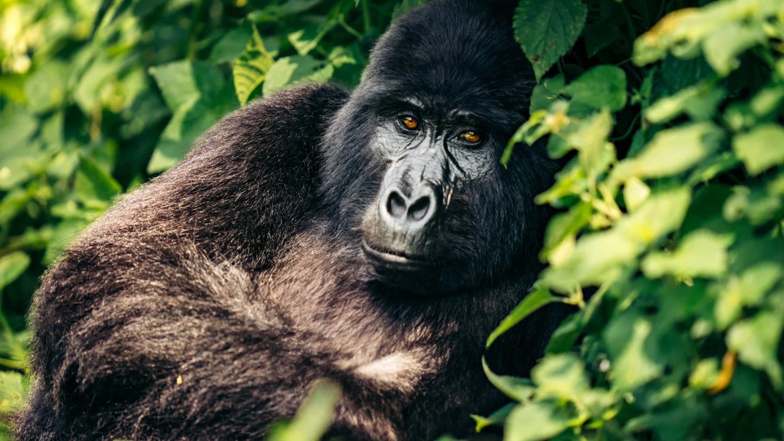 What Recent Data Shows About Wildlife Recovery Programs Across Rwanda