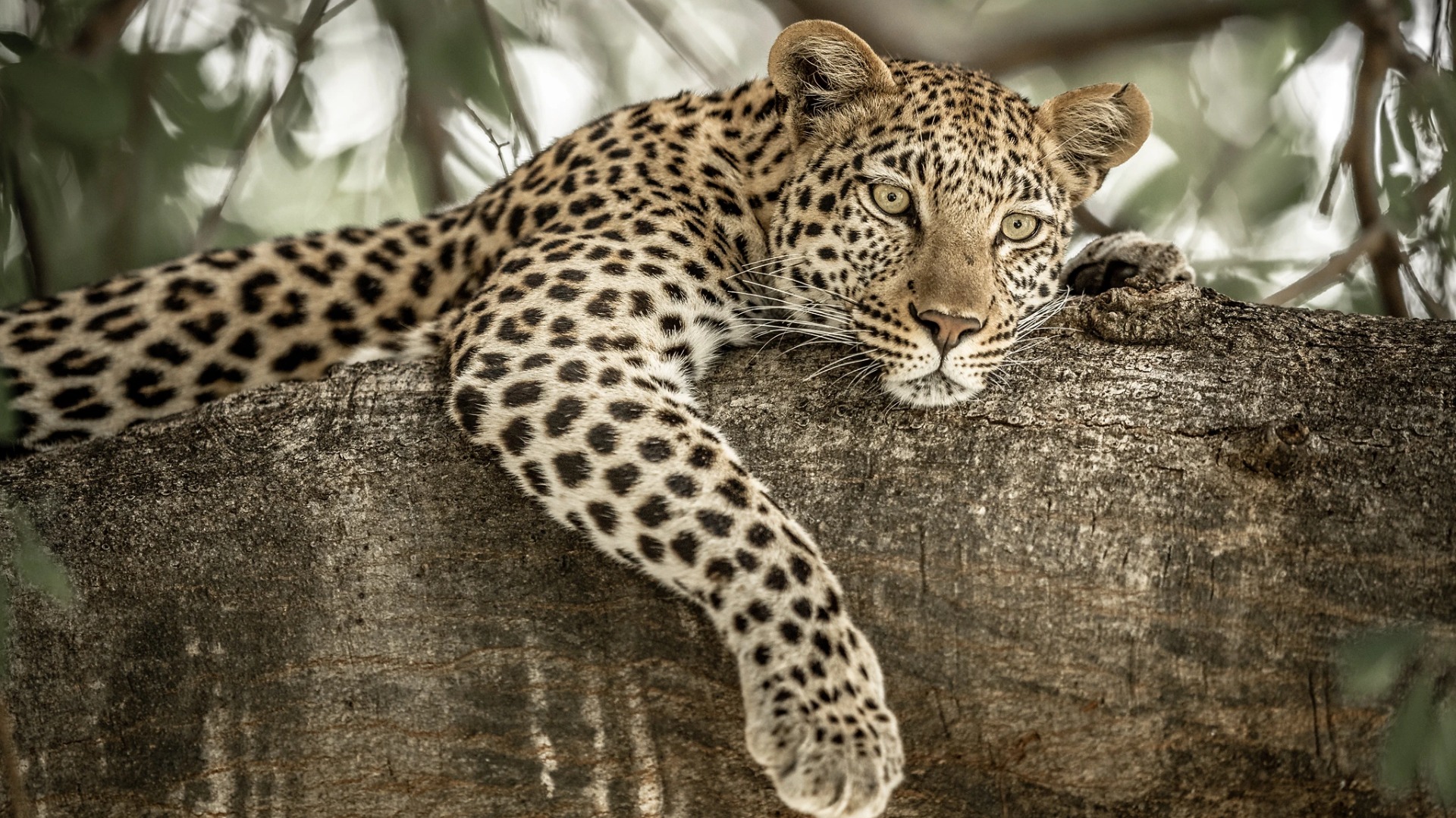 What Botswana's Anti-Poaching Units Reveal About Protecting Wildlife in Botswana