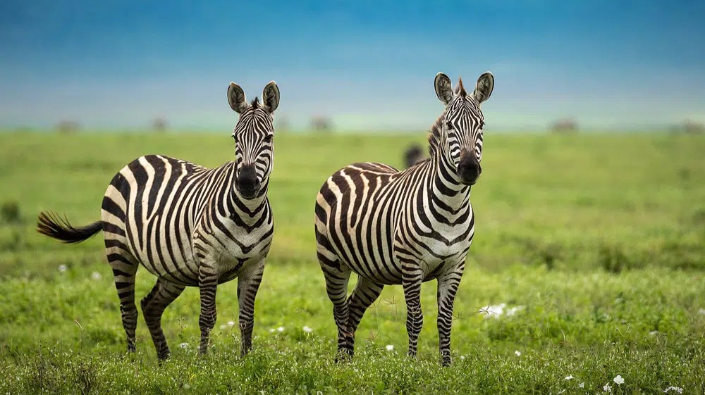 Why Tanzania's Savannahs Still Shape Africa's Most Dramatic Animal Encounters