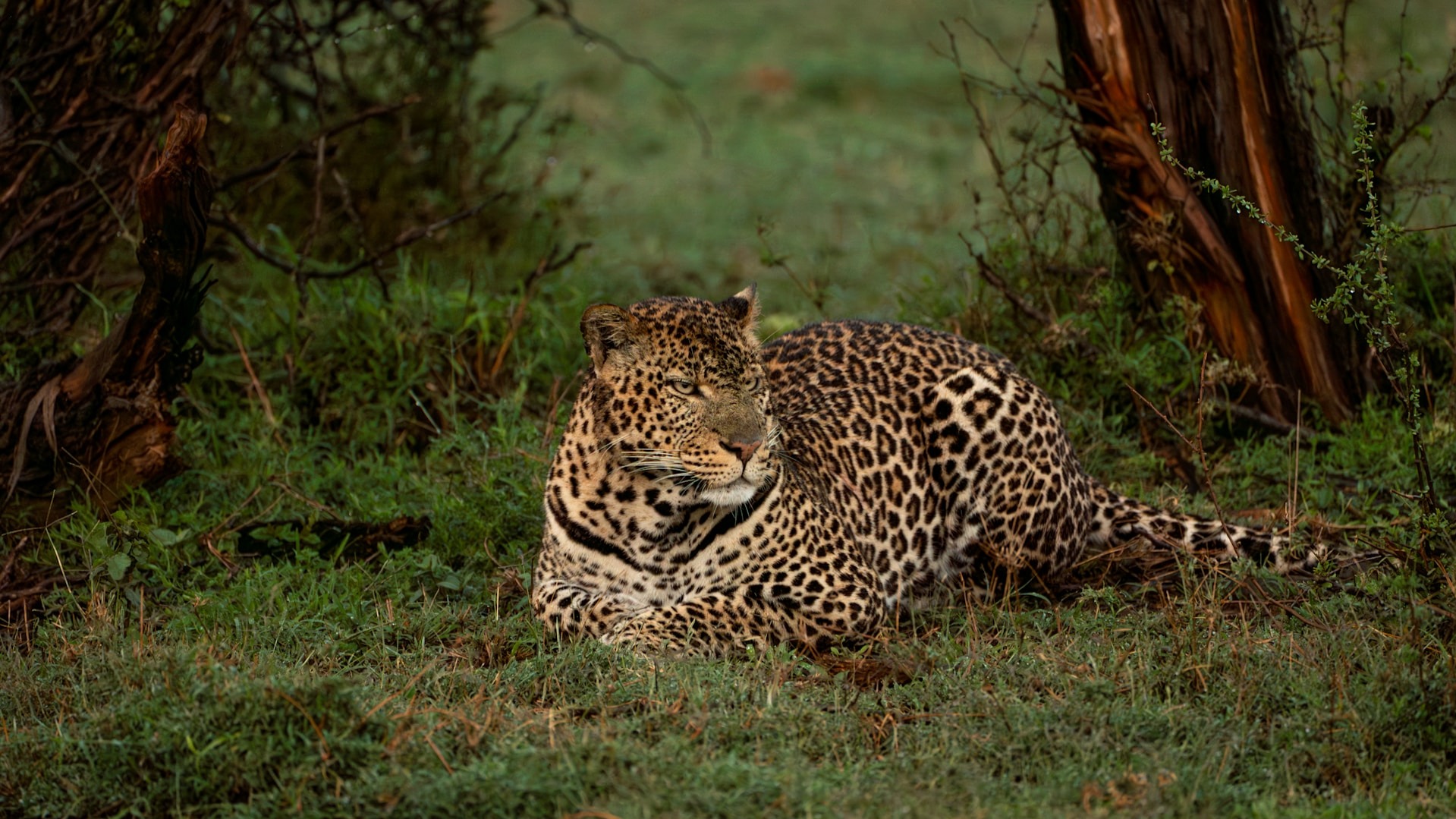 What a Year Observing Predators Taught Us About Kenya's Savannah Balance