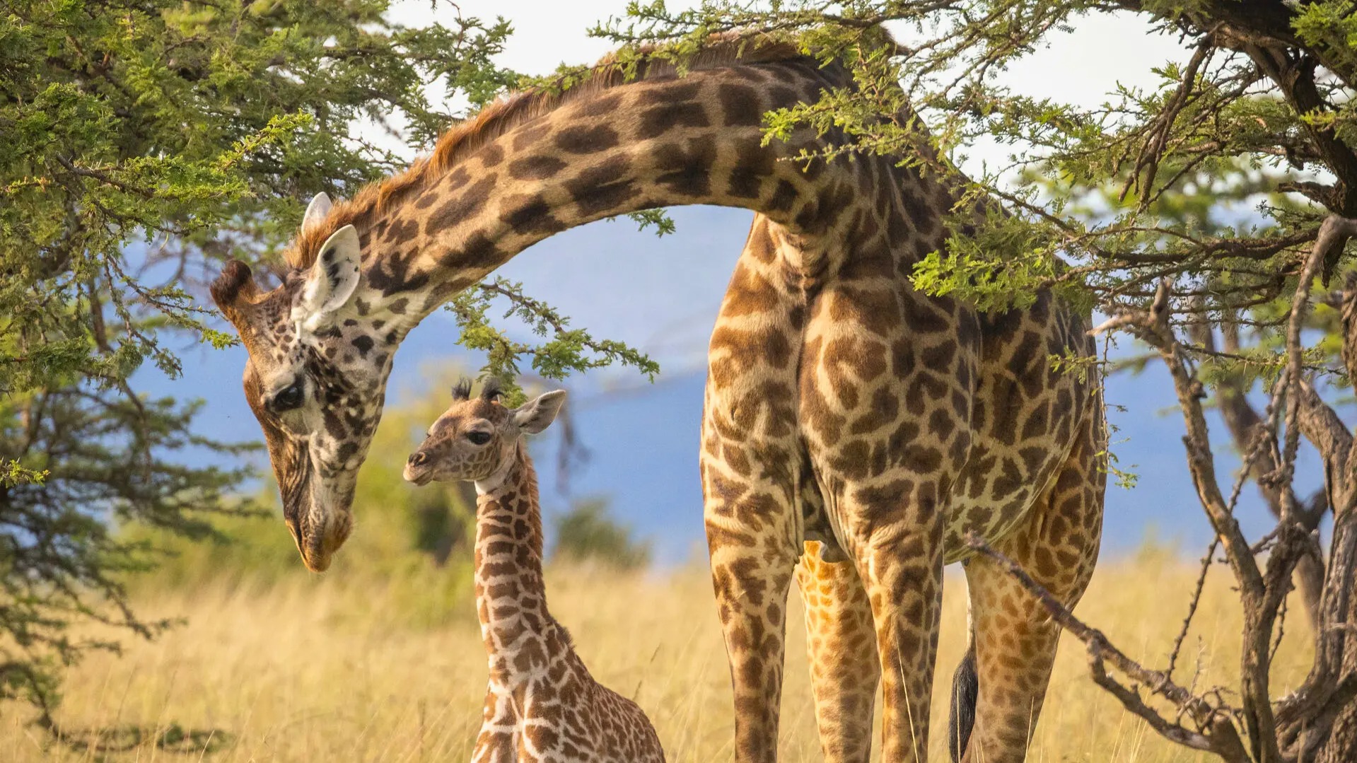 How Community Voices Are Rewriting Kenya's Conservation Story