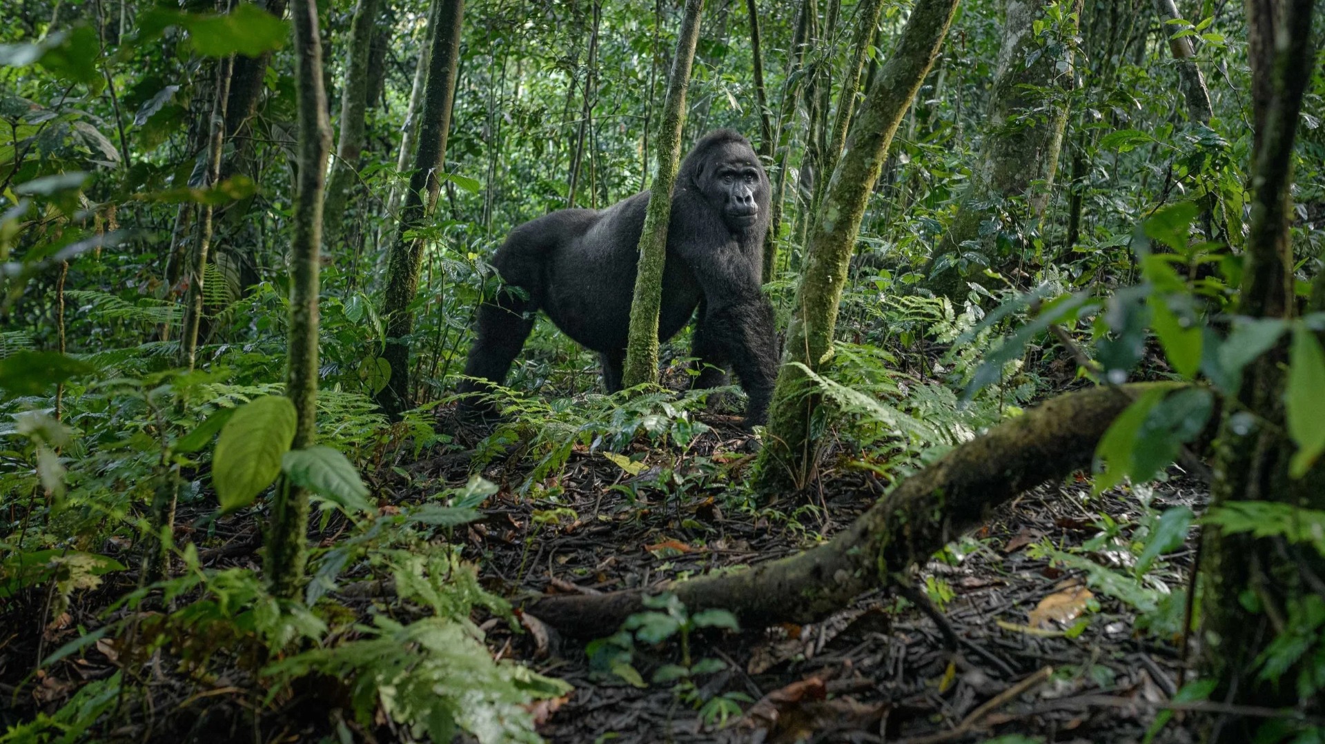 How Uganda's Mountain Gorillas Survive Against the Odds