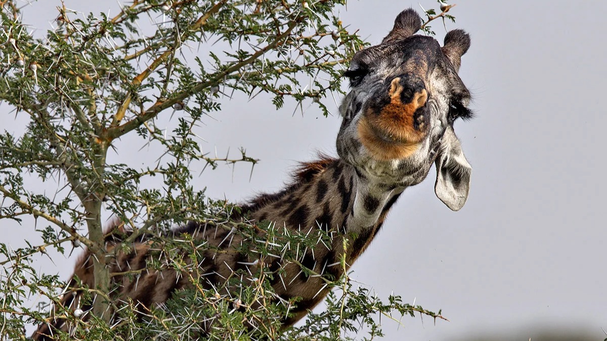 What Scientists Discovered About Tanzania Wildlife After a Decade of Close Monitoring