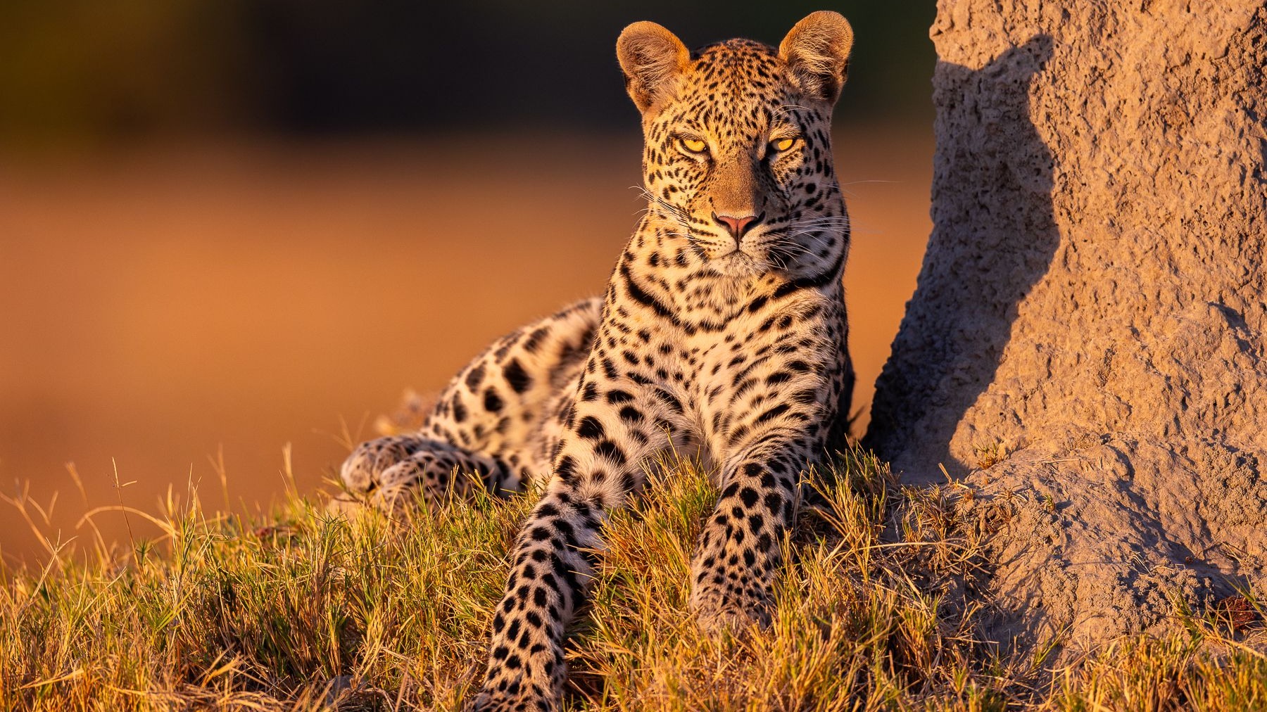 What Botswana's Wildlife Recovery Teaches Us About Shared Landscapes
