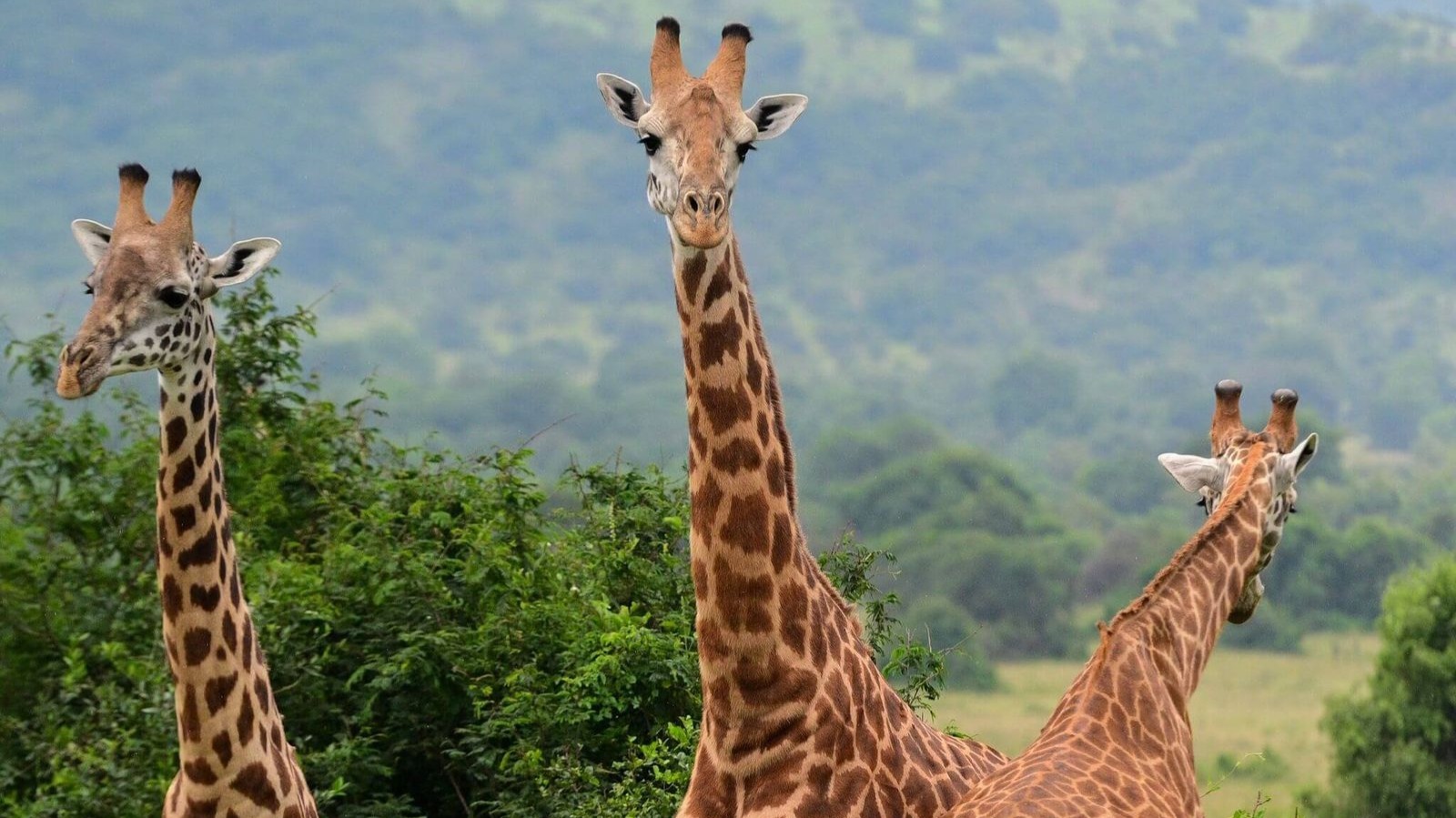 Rwanda's Forests Tell a Story of Recovery and Resolve