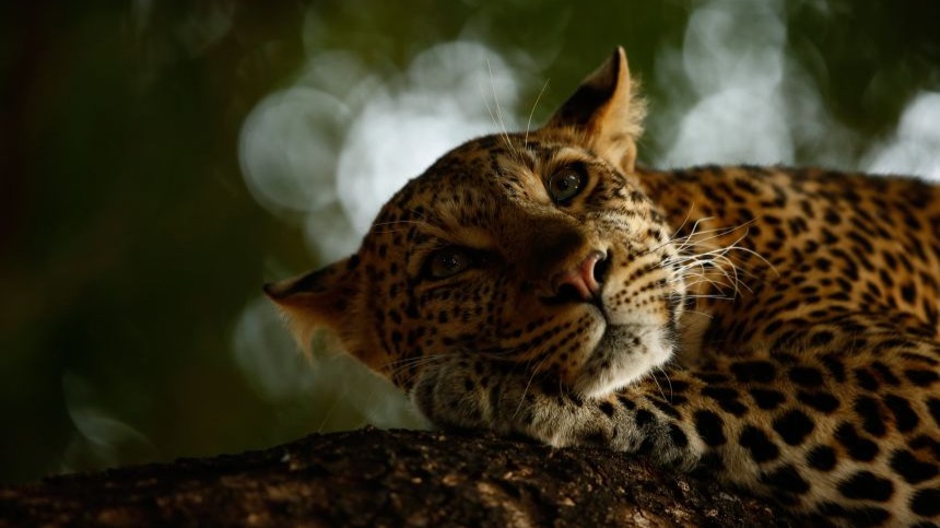 What First-Time Visitors Learn the Hard Way About South African Safaris