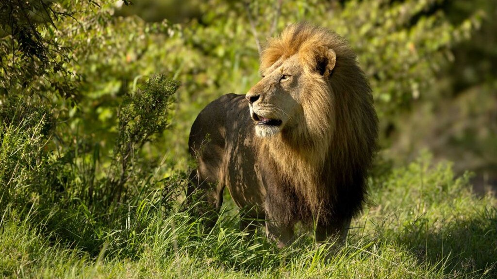 Why Kenya Demands More Than a Camera and Good Intentions