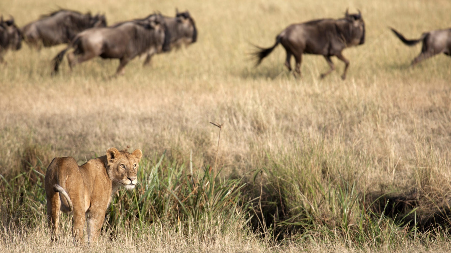What Recent Shifts in Tanzania's Savannah Mean for Migrating Herds