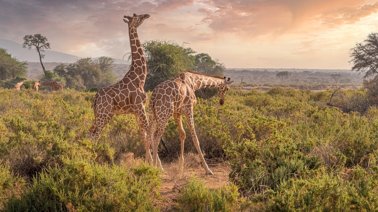Inside the Community Patrols Reshaping Kenya's Wildlife Future