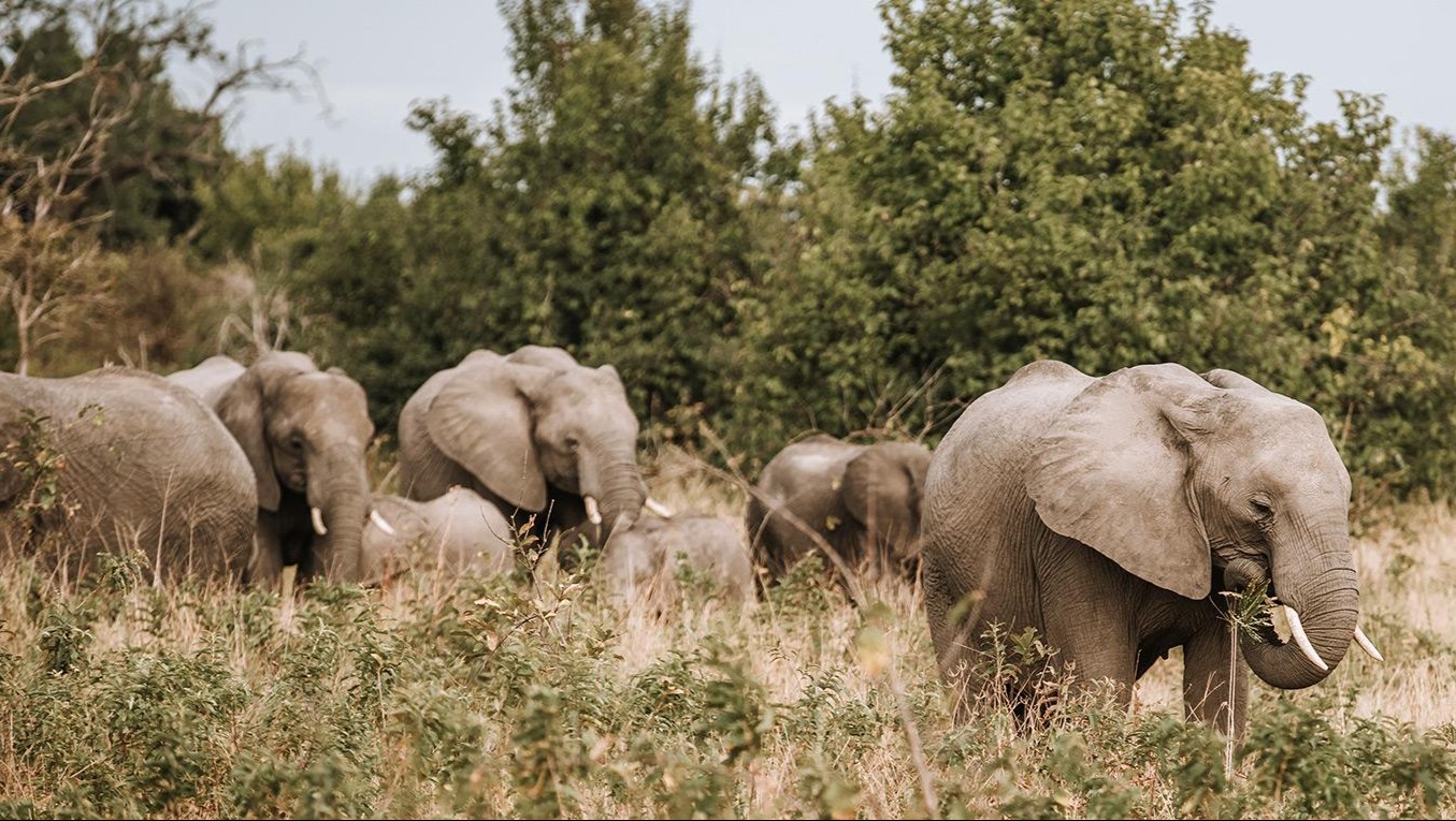After Years of Drought, Botswana's Elephant Herds Find New Pathways