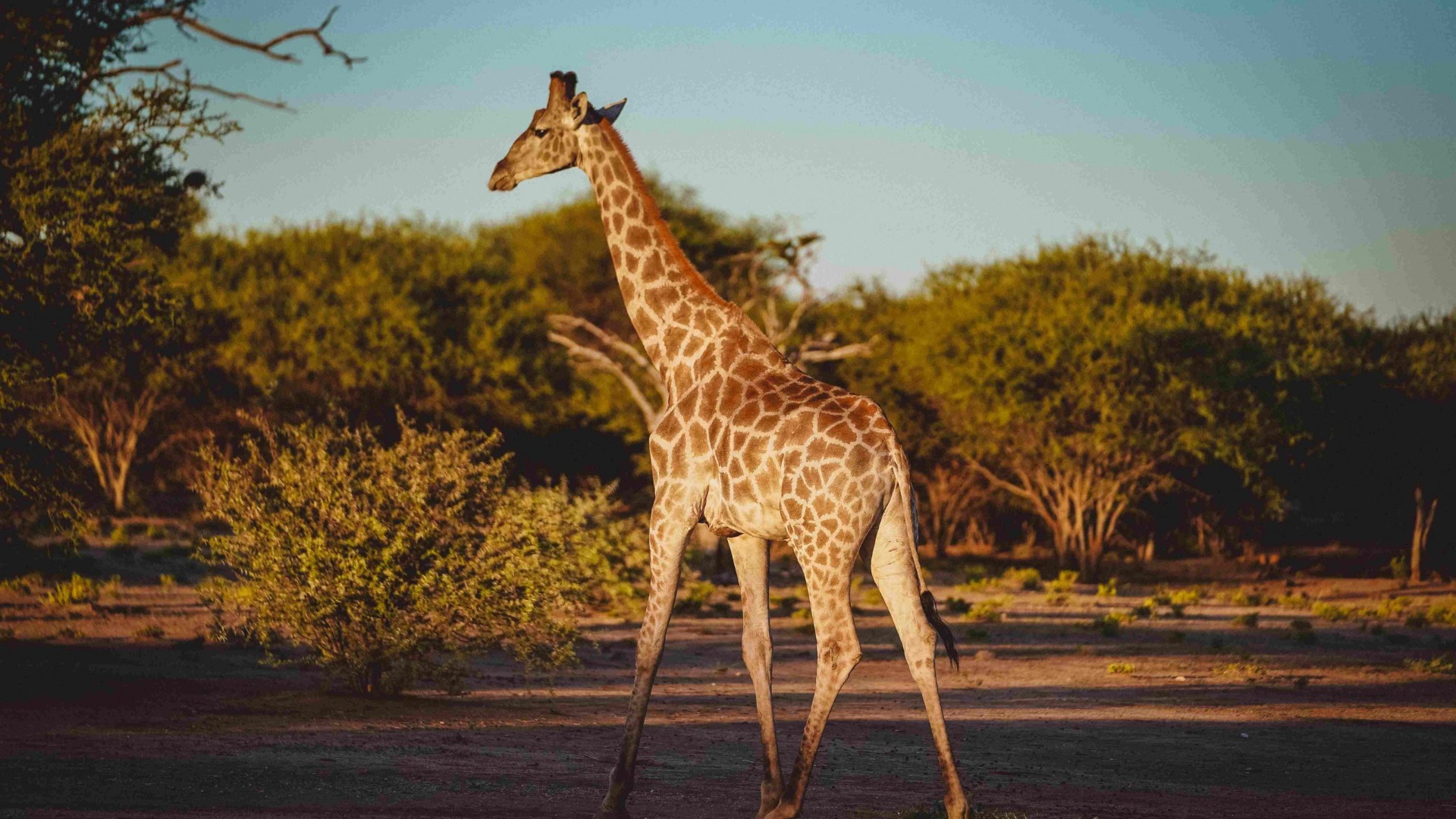 How Recent South African Wildlife News Is Altering Safari Expectations