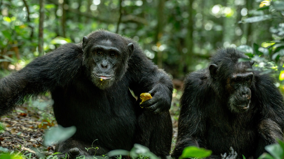 Behind Uganda's Mountain Gorilla Success: What Recent Data Reveals