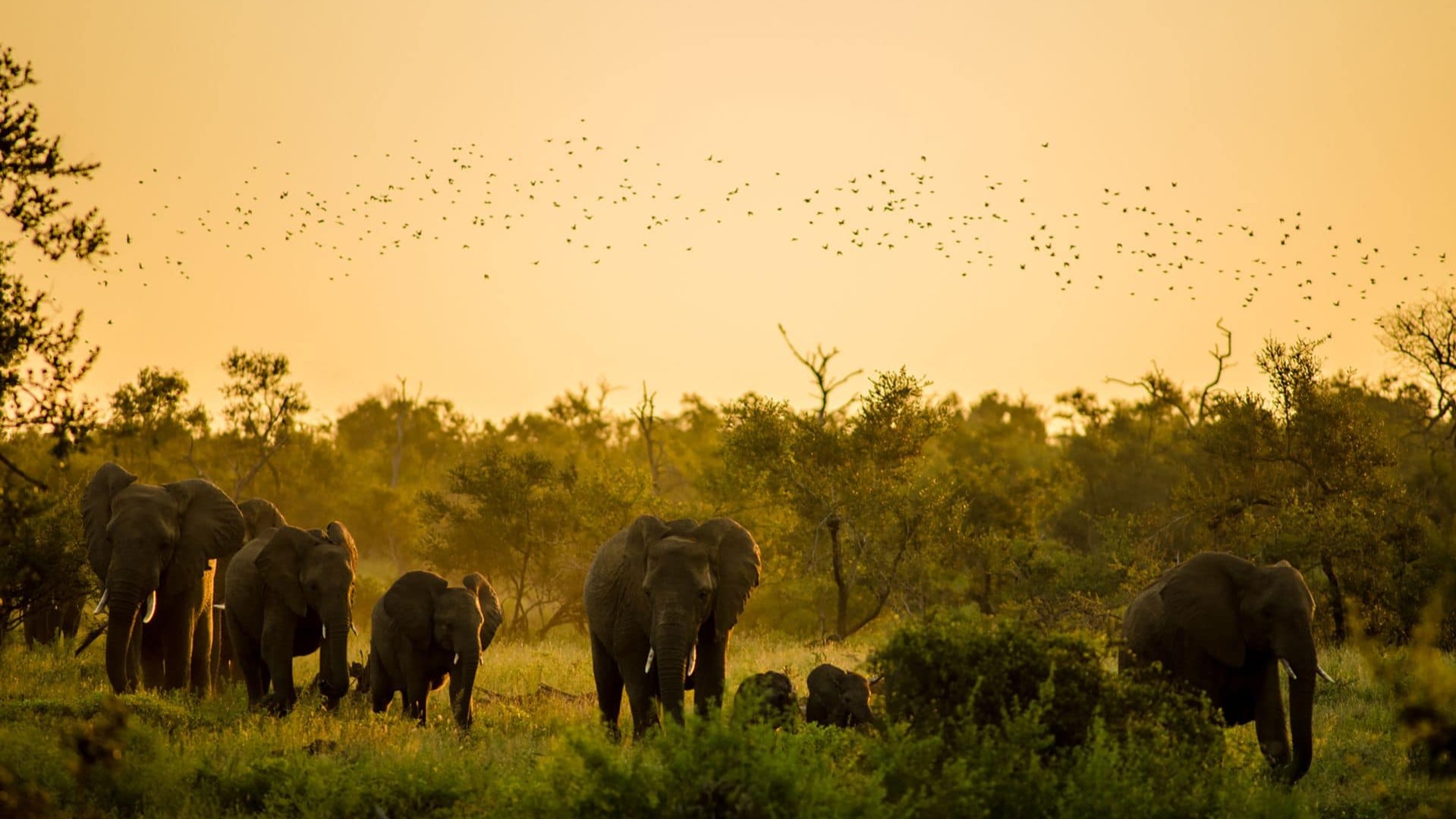 South Africa Strengthens Anti-Poaching Measures Across Key Reserves