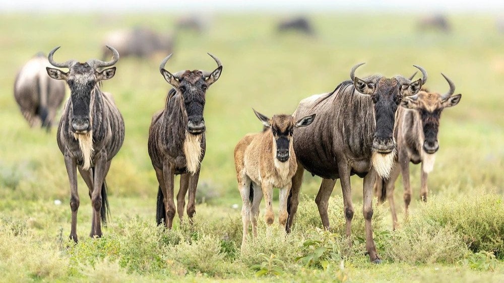Why Tanzania's Rangers and Farmers Are Rewriting Wildlife Rules