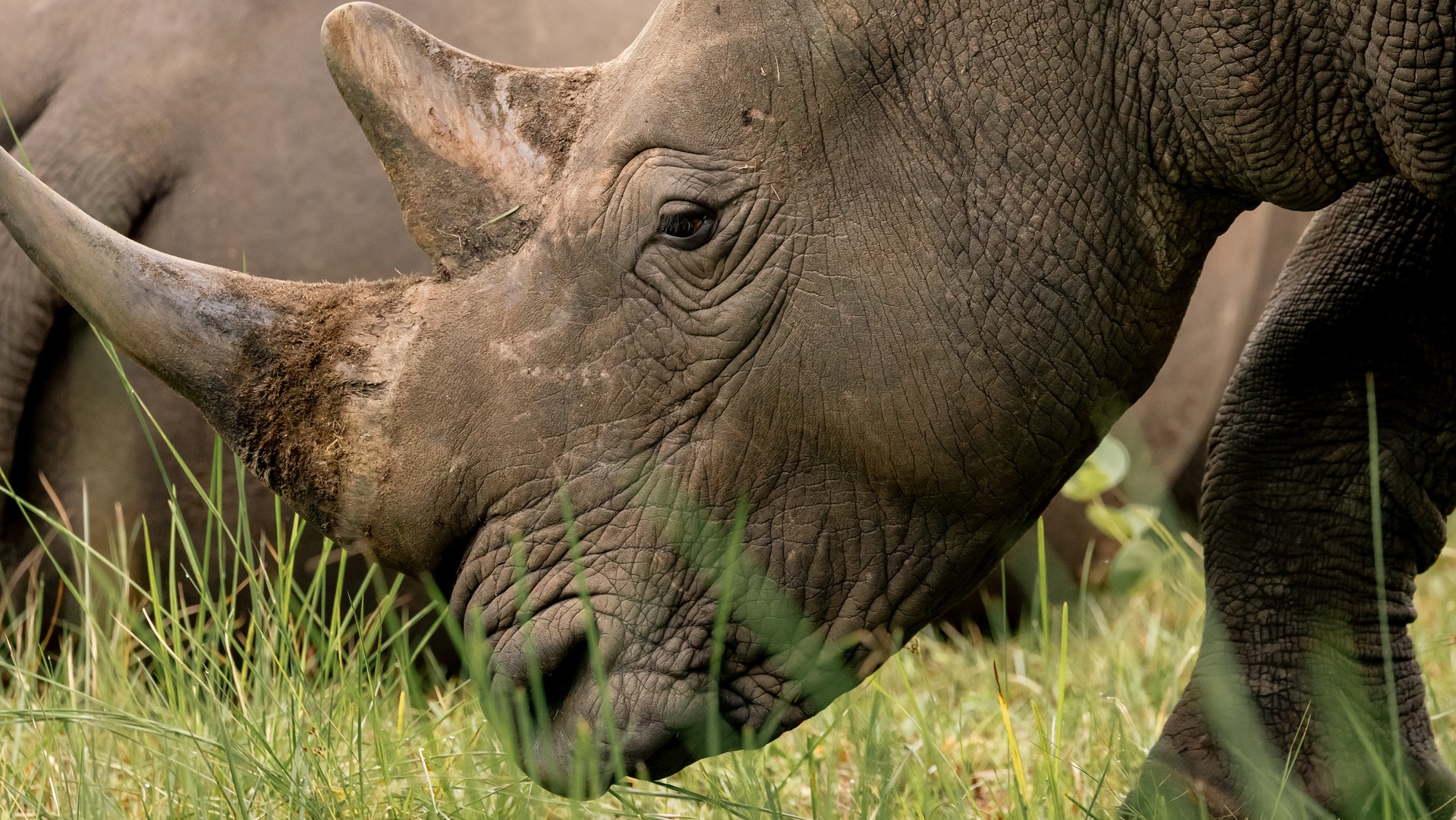Inside the Quiet Partnerships Protecting South Africa's Wildlife Heritage