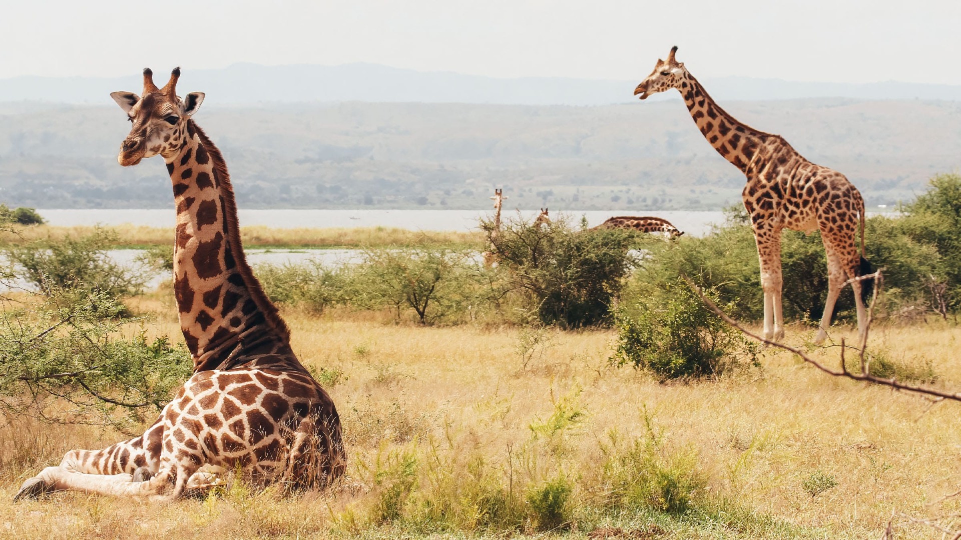 How Local Stewards and Scientists Are Reshaping Uganda's Wild Spaces