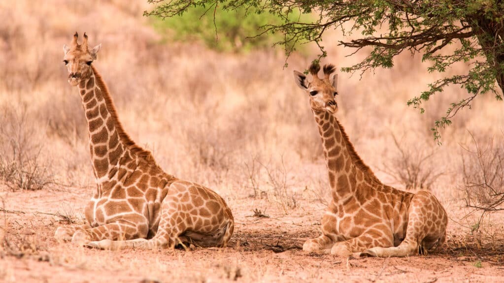 Why Rwandan Photography Challenges Force You to Master Patience and Precision