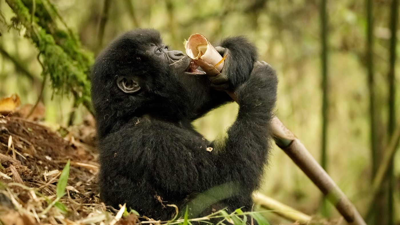 Practical Photography Opportunities Across Uganda's Diverse Landscapes