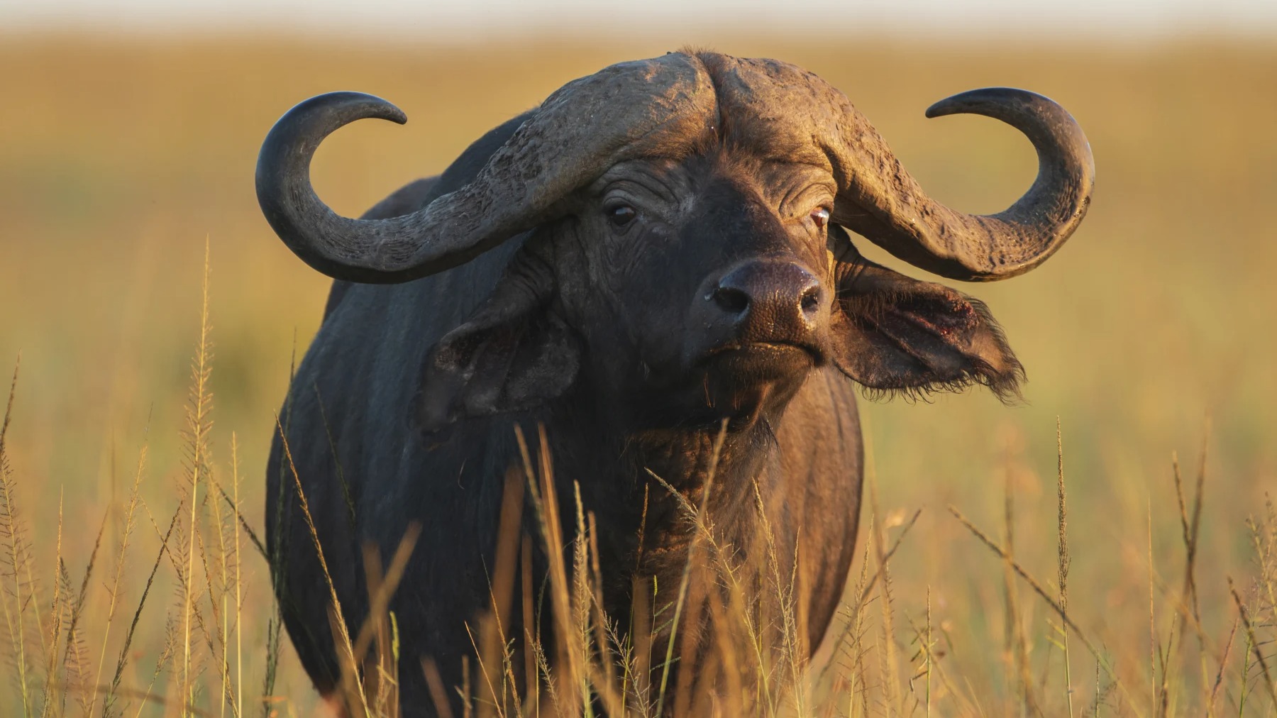 What Happens When You Track Zambian Wildlife on Foot Through Luangwa Valley