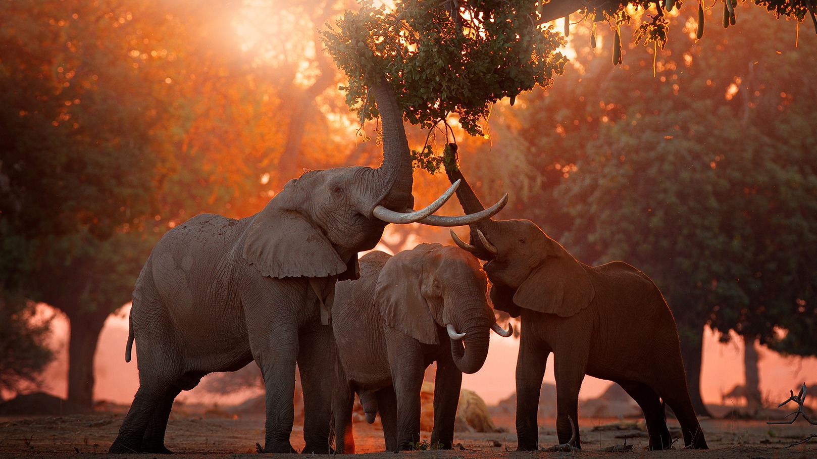 What a Lone Elephant Taught Me About Survival in Hwange National Park