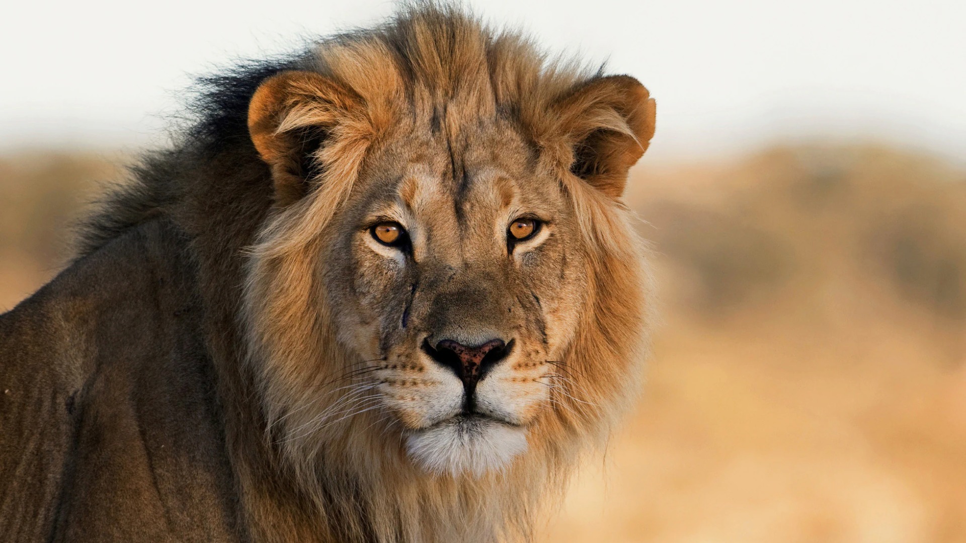 How to Spot South African Wildlife in Kruger Without Disturbing the Herds