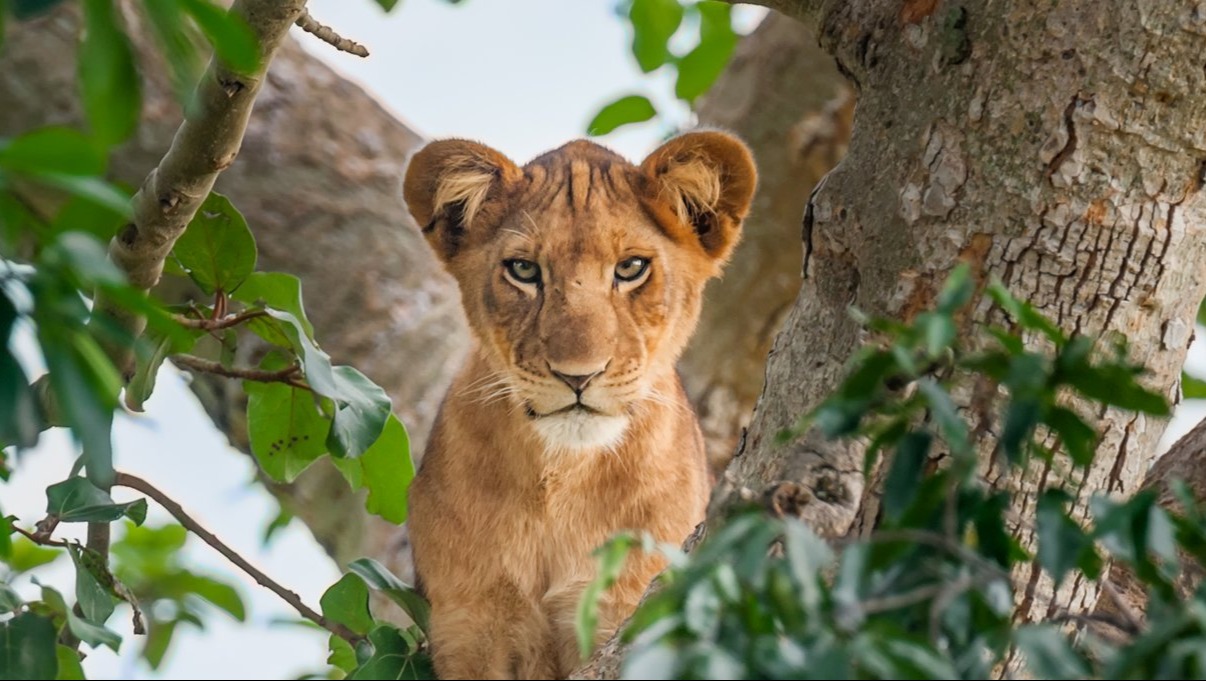 Practical Ways to Witness Ugandan Animals and Wildlife on Your Next Safari