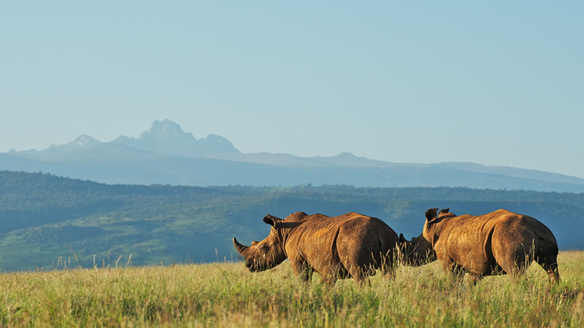 How Kenyan Wildlife Shapes Daily Decisions on a Luxury Safari