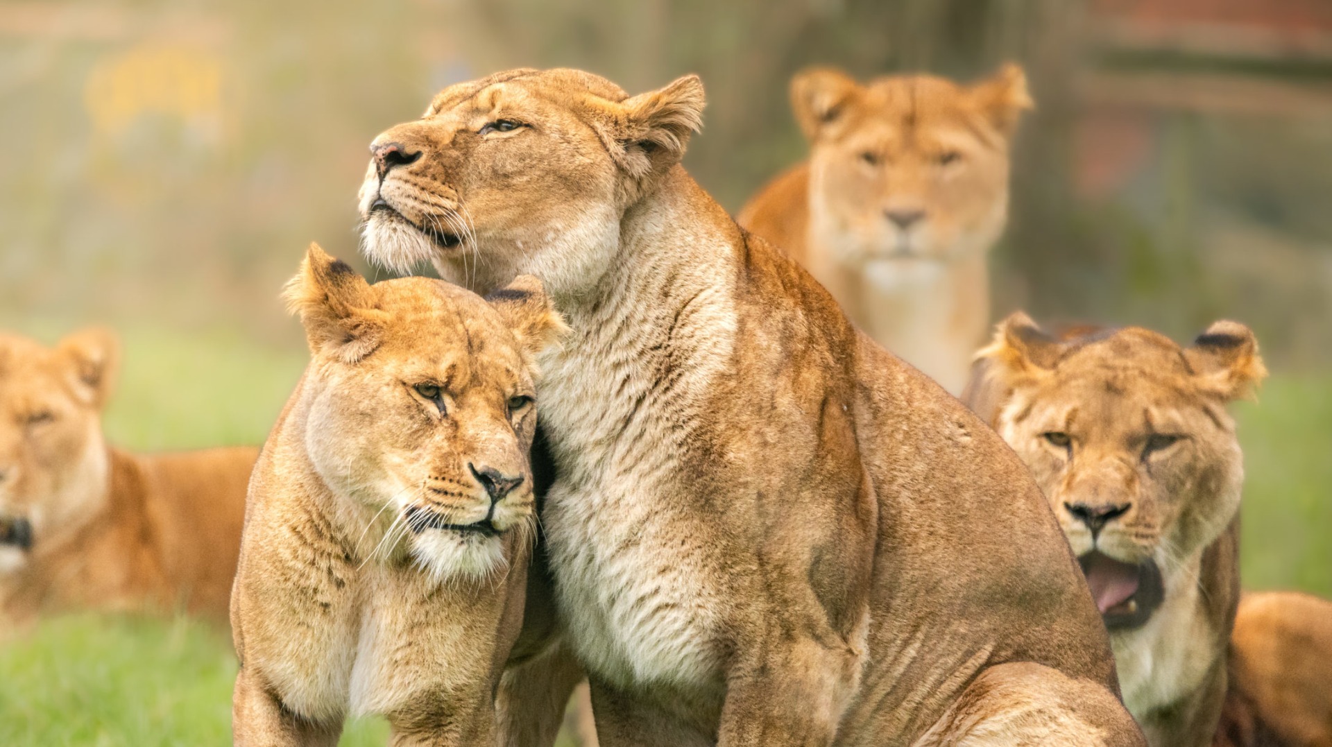 Practical Strategies for Capturing Tanzanian Wildlife Moments on a Luxury Safari