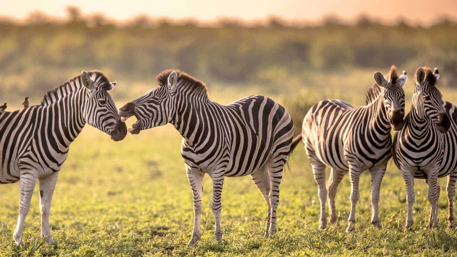 Essential Kruger National Park Wildlife Guidelines for Respectful Encounters