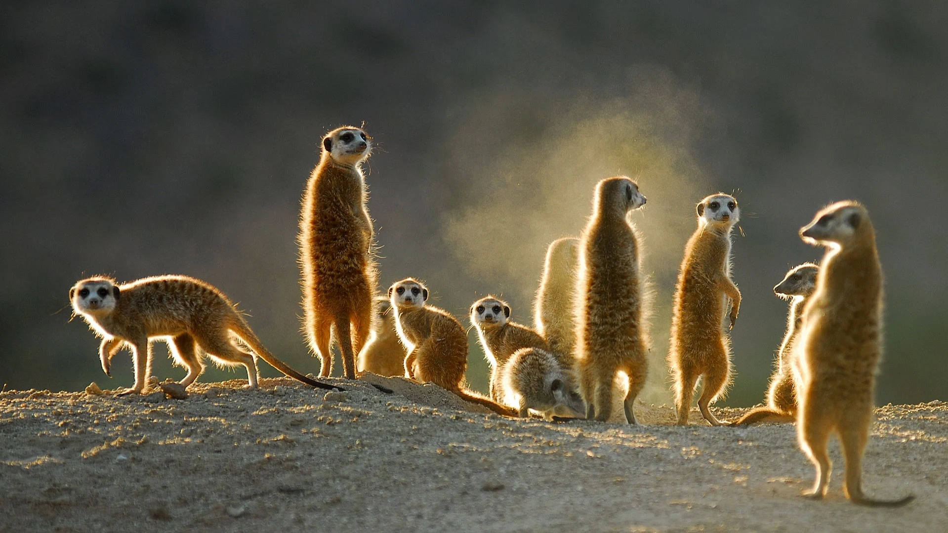 What Most Travelers Overlook Before Booking Botswana Wildlife Trips