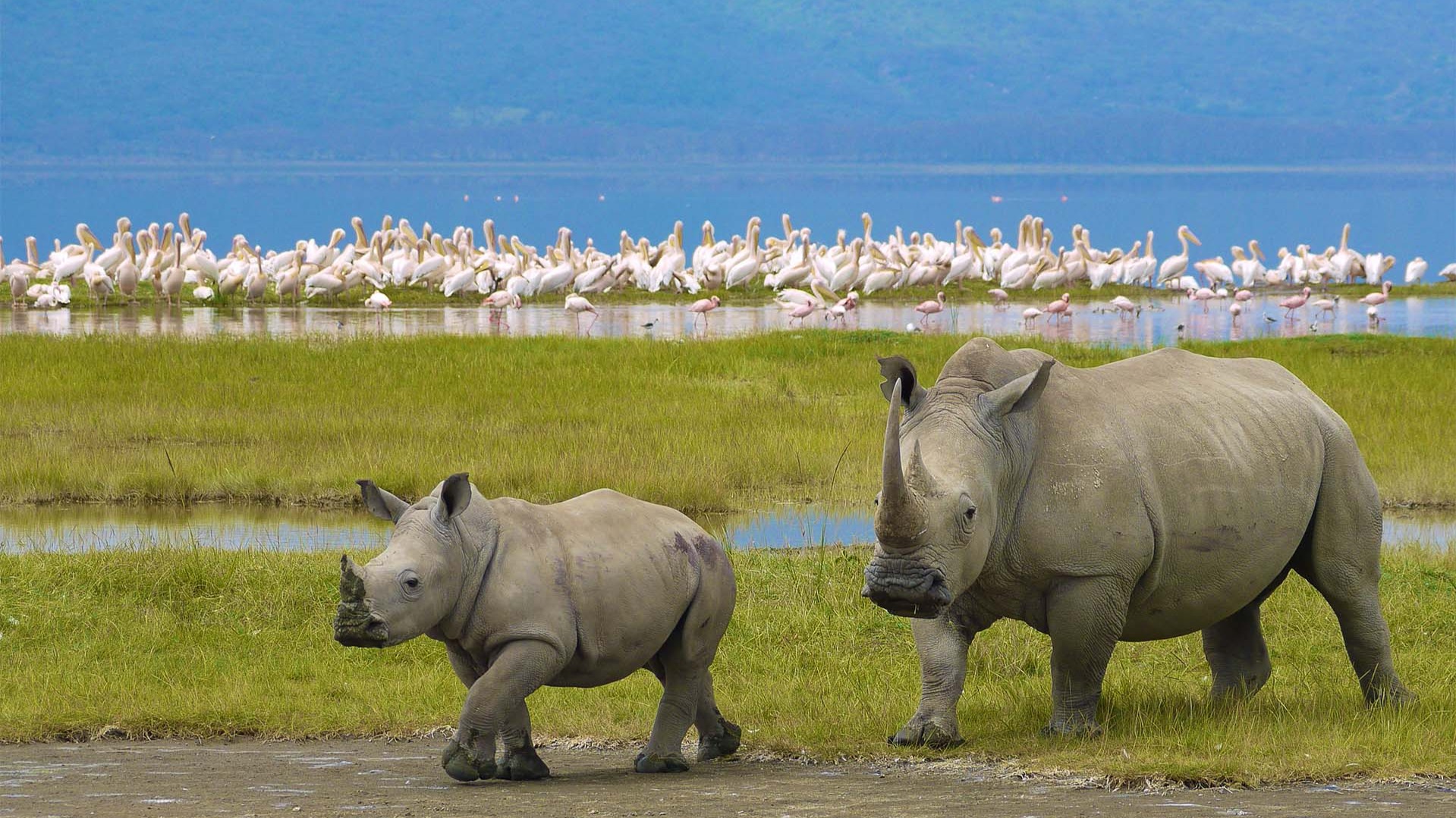 Why Your First Tanzanian Wildlife Encounter Demands These Specific Preparations