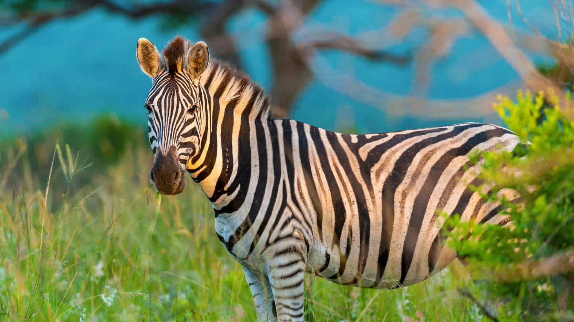 How Botswana’s Seasons Shape Your Safari Decisions