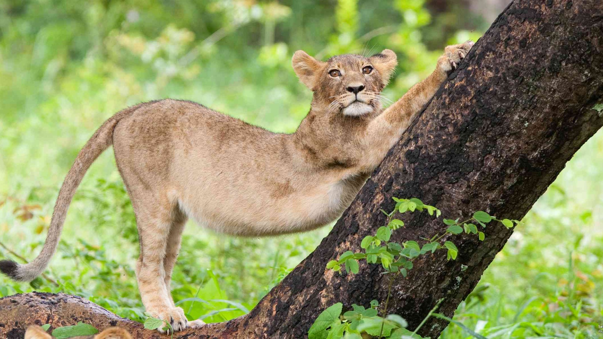 Smart Ways to Navigate Zimbabwean Safaris Without Missing Key Details
