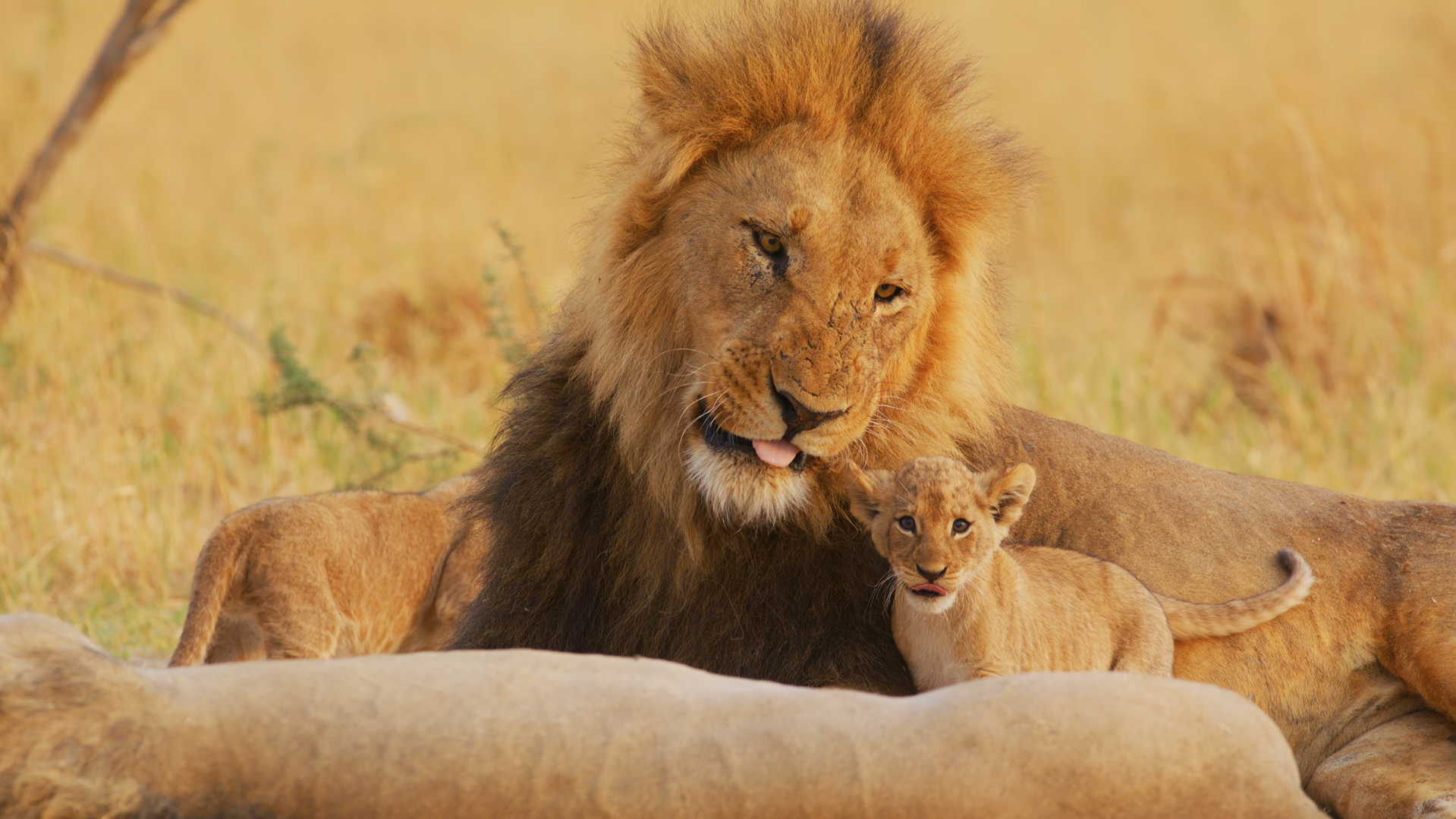 What Botswana’s Recent Anti-Poaching Success Means for African Conservation